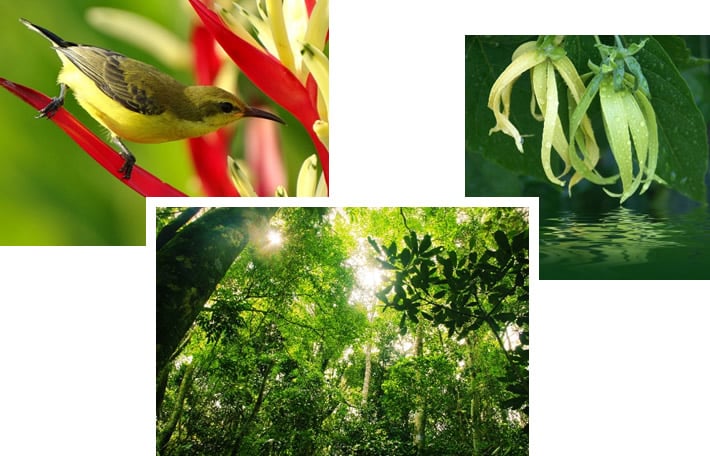 nước hoa ylang ylang