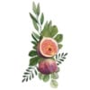 Figuier Garrigue